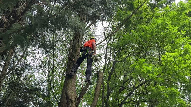 Best Hazardous Tree Removal  in Burbank, IL